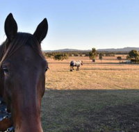 Clydesdale Cottage on Talga with real Clydesdale Horses - Accommodation Sunshine Coast