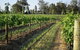 Renovated Cottage Aberdare Hunter Valley - thumb 0