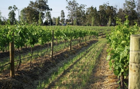 Renovated Cottage Aberdare Hunter Valley - Accommodation Sunshine Coast 0