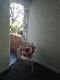 Abbeville Apartments - Accommodation Sunshine Coast 5