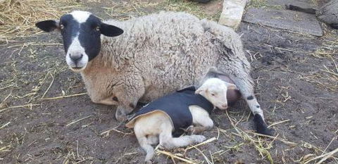 A Better Life Animal Sanctuary FarmStay Private Two Bedrooms Lounge Room & Bathroom & Toilet Shared Kitchen - Accommodation Sunshine Coast 1