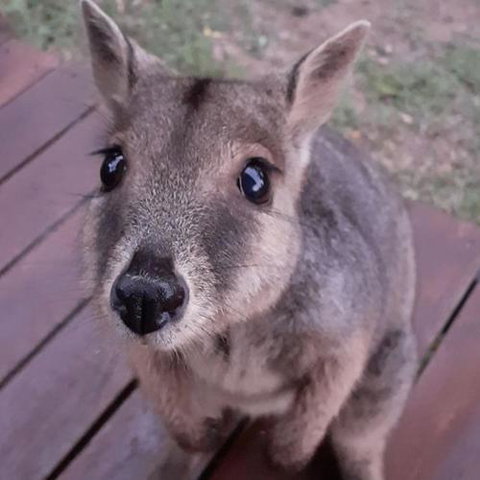 Camp Kanga - Accommodation Sunshine Coast 6