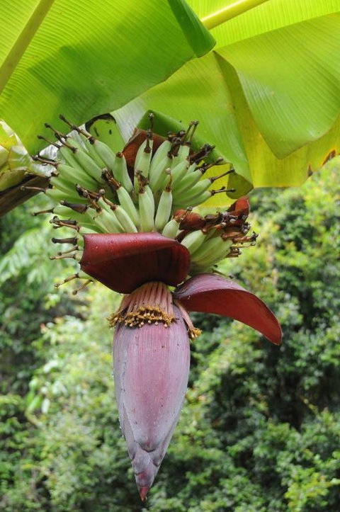 Wildwood - Accommodation Sunshine Coast 6