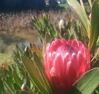 Creswick Cabin Retreat - Accommodation Sunshine Coast