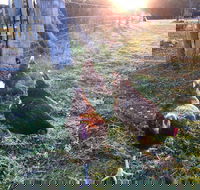 Bryn Glas Farm Stay - Accommodation Sunshine Coast