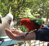 Lorne Bush House Cottages  Eco Retreats - Accommodation Sunshine Coast