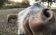 Billa Billa Farm Cottages - thumb 4