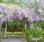 Amelina Cottages - Accommodation Sunshine Coast