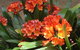 Braeside Bed & Breakfast - thumb 1