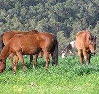 Hill Top Country Guest House - Accommodation Sunshine Coast