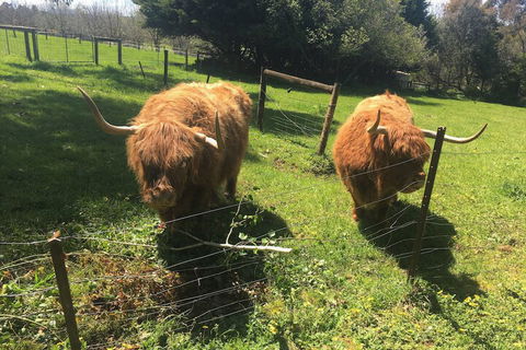 Neerim Country Cottages - Accommodation Sunshine Coast 2