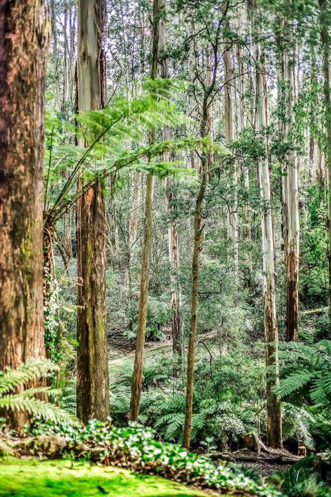 Fernglen Forest Retreat - Accommodation Sunshine Coast 1