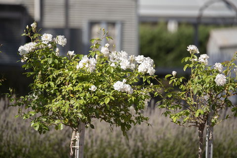 The Nest At Gundaroo - Accommodation Sunshine Coast 4