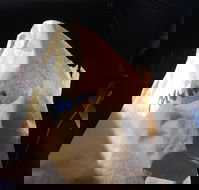 Shoeys bakery - Accommodation Sunshine Coast