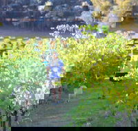 Tallagandra Hill Winery - Accommodation Sunshine Coast