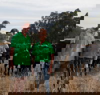 Milawa Organic Beef - Accommodation Sunshine Coast