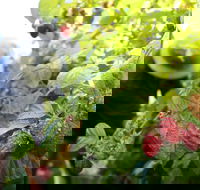 Springwood Farm Berries - Accommodation Sunshine Coast
