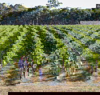 Weathercraft Wines - Accommodation Sunshine Coast