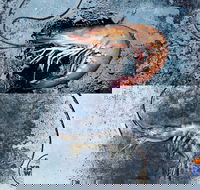 Yamba Wild - Accommodation Sunshine Coast