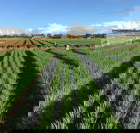 Hawkes Farm - Accommodation Sunshine Coast