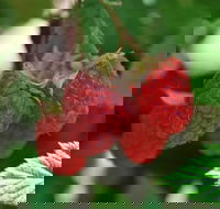 Westerway Raspberry Farm - Accommodation Sunshine Coast