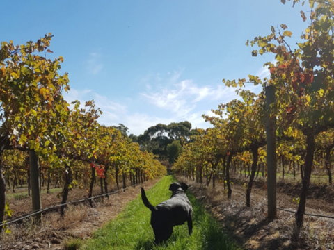 Ruddenklau Wines - Accommodation Sunshine Coast 0