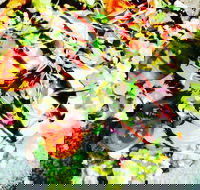 Hangar Cafe And Restaurant - Airport West - Accommodation Sunshine Coast