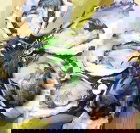 Captain  Co Fish Bar - Accommodation Sunshine Coast