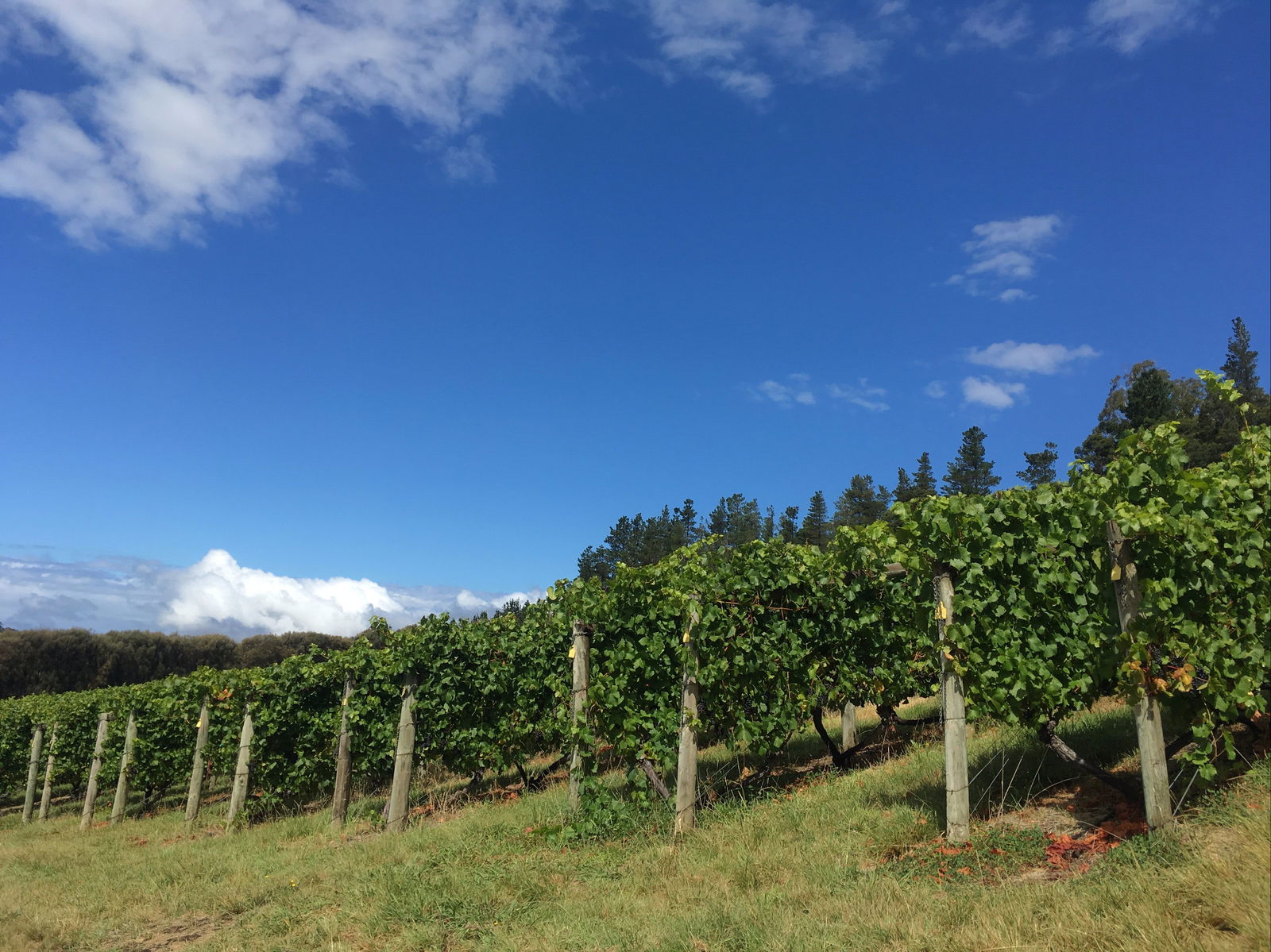 Apslawn TAS Accommodation Sunshine Coast