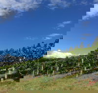 Freycinet Vineyard - Accommodation Sunshine Coast