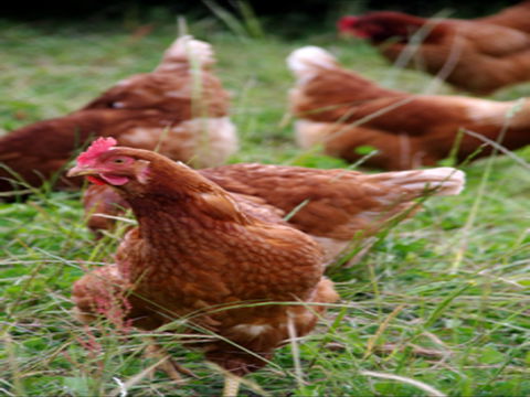 Holbrook Paddock Eggs - Accommodation Sunshine Coast 0