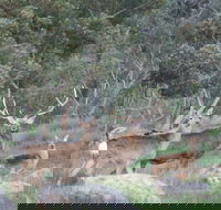 Hahndorf Venison - Accommodation Sunshine Coast