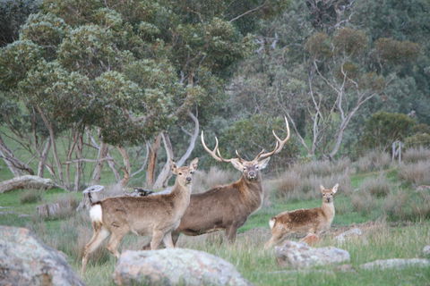 Hahndorf Venison - Accommodation Sunshine Coast 0