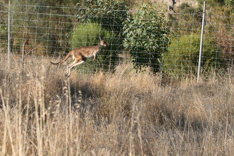 Hahndorf Venison - Accommodation Sunshine Coast 2