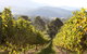 Pizzini Wines King Valley - thumb 2