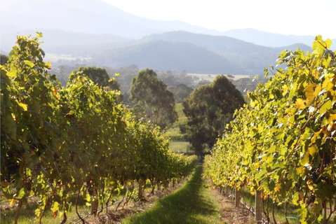 Pizzini Wines King Valley - Accommodation Sunshine Coast 2