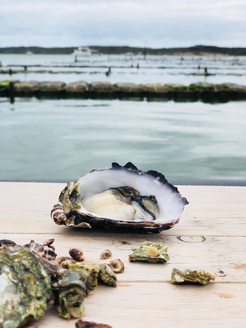 Oyster HQ - Accommodation Sunshine Coast 1