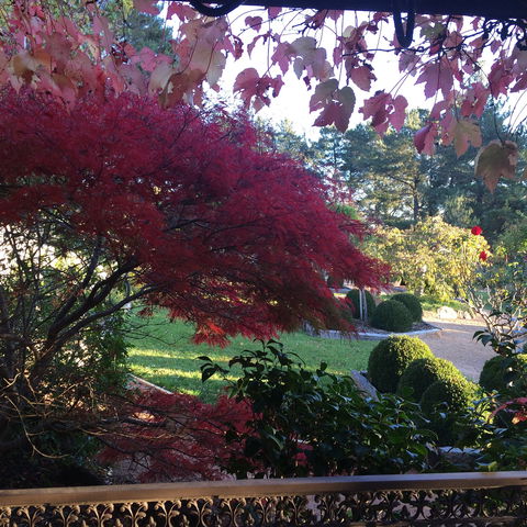 The Scented Rose Garden And Teahouse - Accommodation Sunshine Coast 1