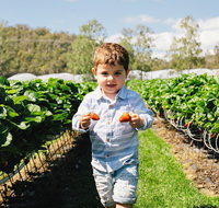 Hillwood Berries Farmgate  Pick Your Own - Accommodation Sunshine Coast