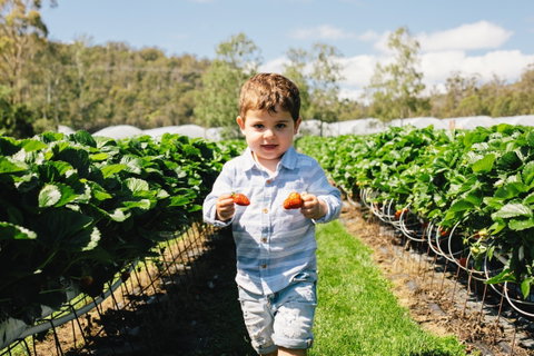 Hillwood Berries Farmgate & Pick Your Own - Accommodation Sunshine Coast 0