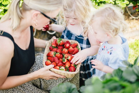 Hillwood Berries Farmgate & Pick Your Own - Accommodation Sunshine Coast 2