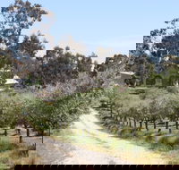L'Oliveraie Olive Grove