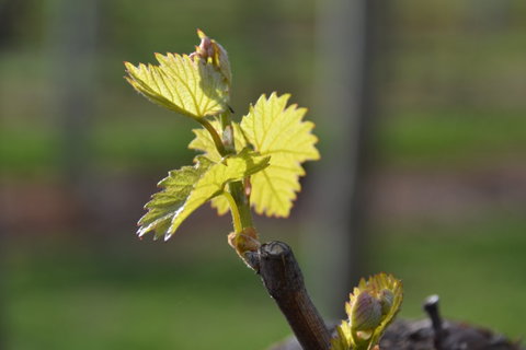 Serengale Vineyard - Accommodation Sunshine Coast 0