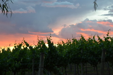 Serengale Vineyard - Accommodation Sunshine Coast 1