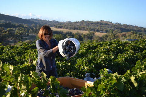 Serengale Vineyard - Accommodation Sunshine Coast 2