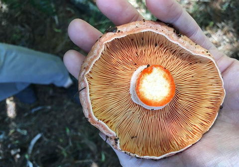 Greasy Zoes - Accommodation Sunshine Coast 7