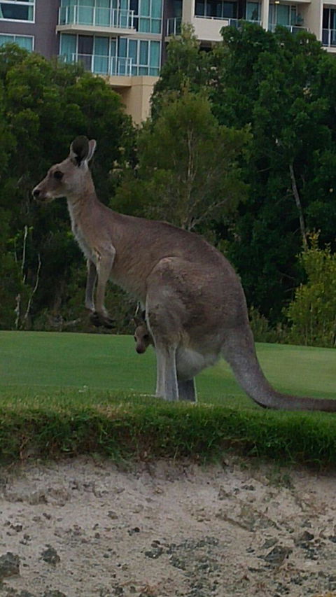 T On Course - Accommodation Sunshine Coast 6