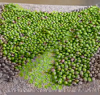 Wattle Hill Olives - Accommodation Sunshine Coast