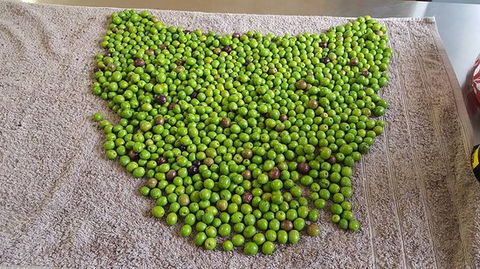 Wattle Hill Olives - Accommodation Sunshine Coast 0