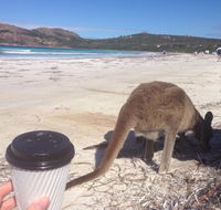 Lucky Bean - Accommodation Sunshine Coast